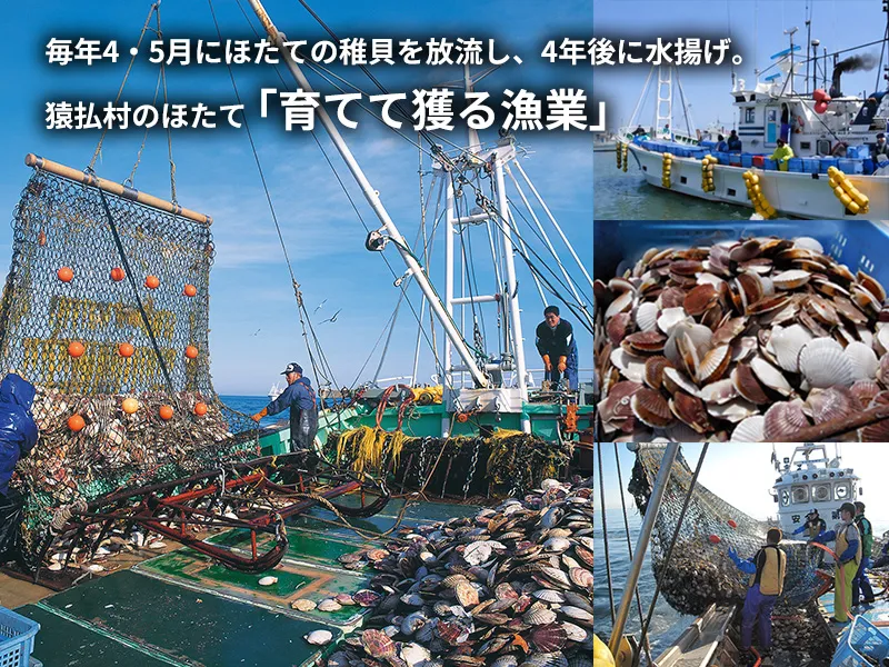 猿払の海へホタテの稚貝を放流する様子