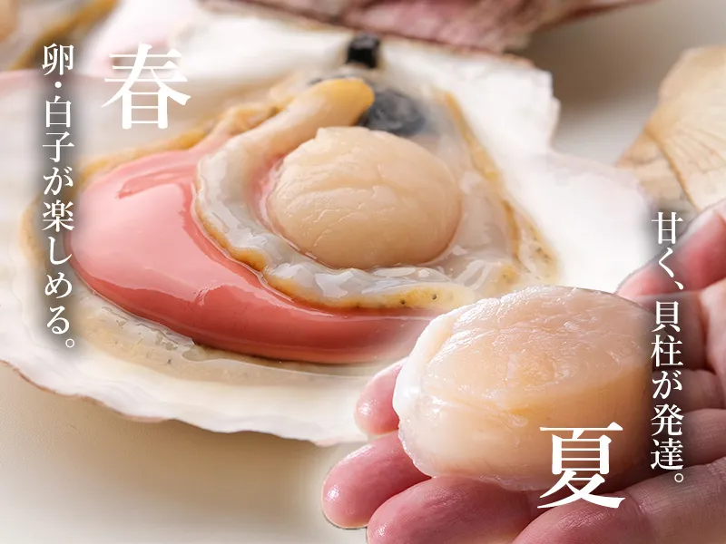 春の卵・白子から、夏の大きな貝柱へ
