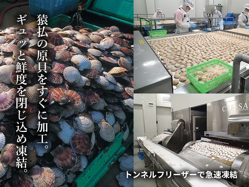 水揚げされたほたてを、鮮度そのままの貝柱に