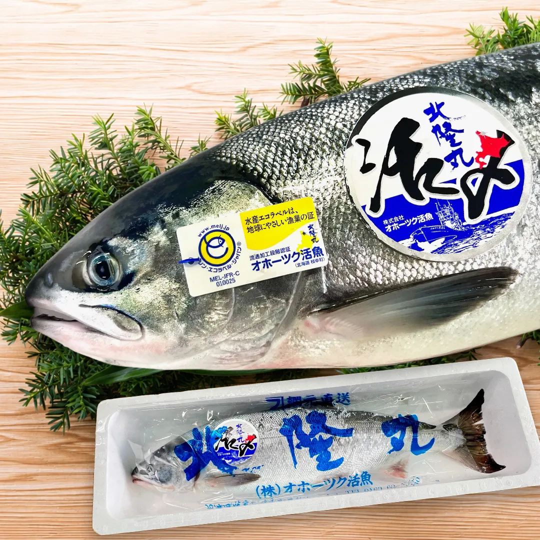 令和7年度新物「北隆丸」船上活〆めじか鮭『隆神』（オス姿1本）3.5kg／冷蔵