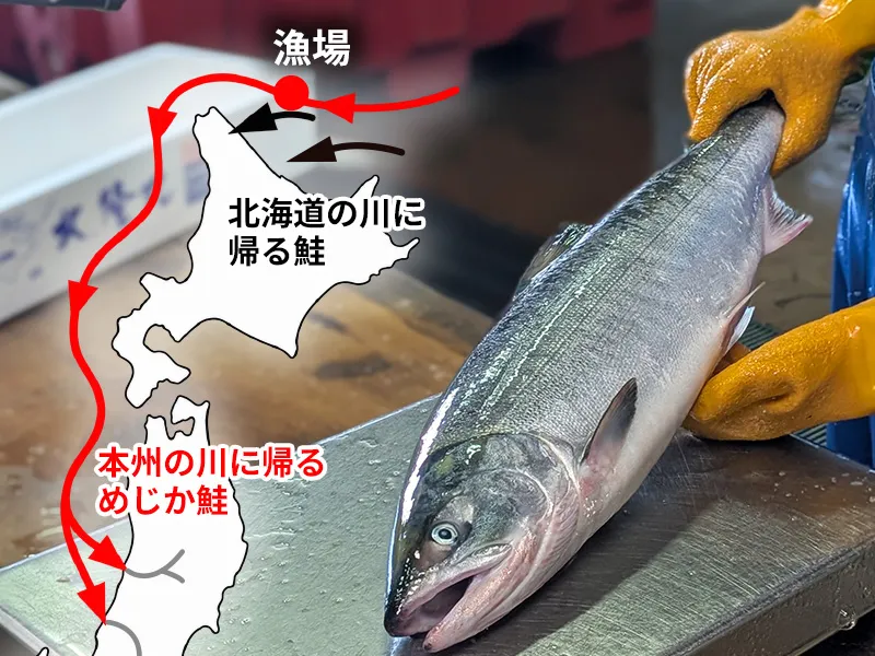 長い旅の途中だから脂を蓄えている希少なめじか鮭