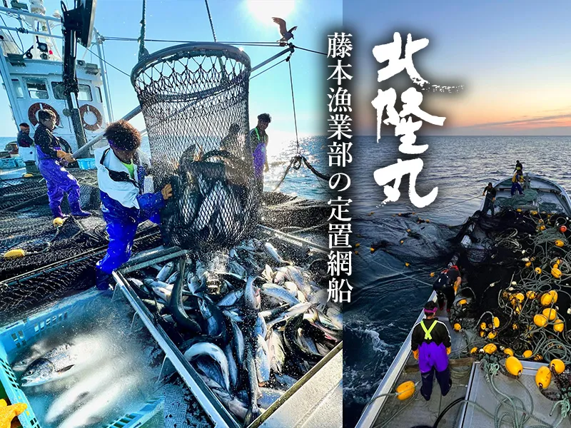北オホーツクの定置網から。獲った鮭は船上ですぐ水氷へ