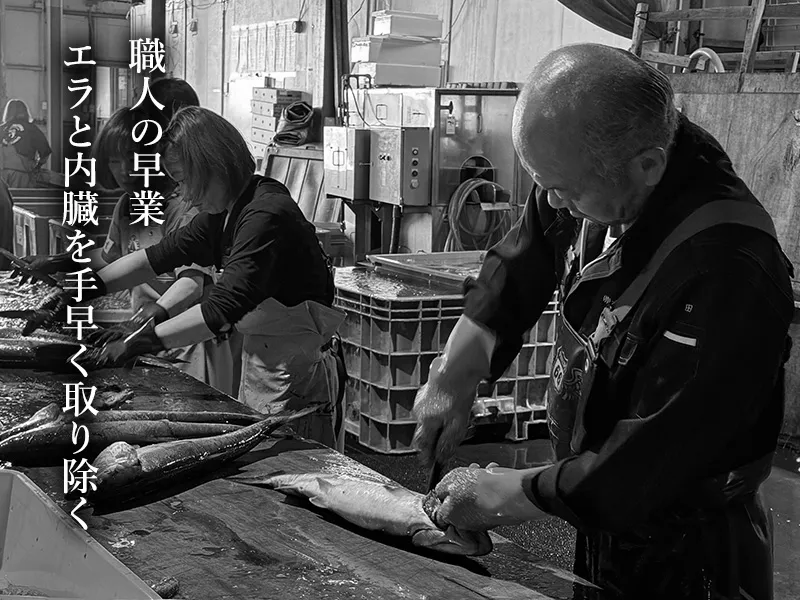 職人が秋鮭のエラと内臓を手早く取り除く様子