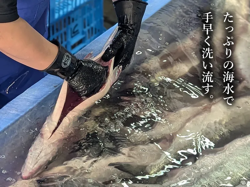秋鮭をたっぷりの海水で手早く洗い流す様子