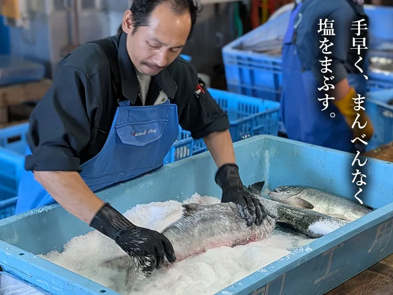 選び抜いためじか鮭に塩をまんべんなくまぶす箱切りの工程