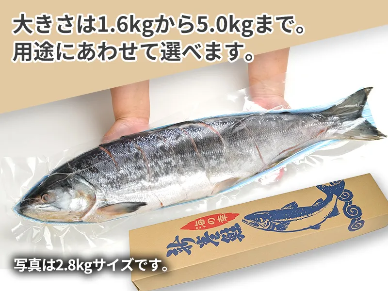 1.6kgから5.0kgまで選べるめじか新巻鮭の姿切り身