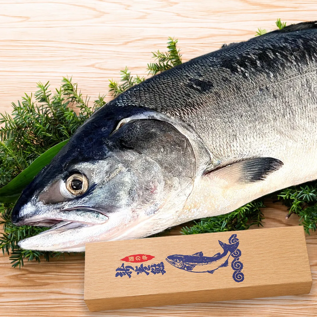 北海道オホーツク産「北隆丸」銀毛新巻鮭（姿）約2.5kg／冷凍