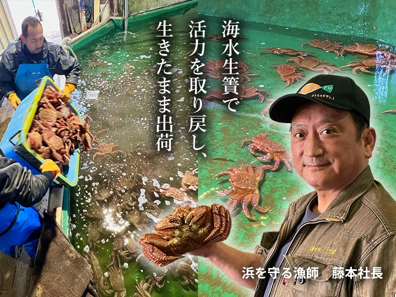 海水生簀で活力を取り戻した毛ガニを生きたまま出荷