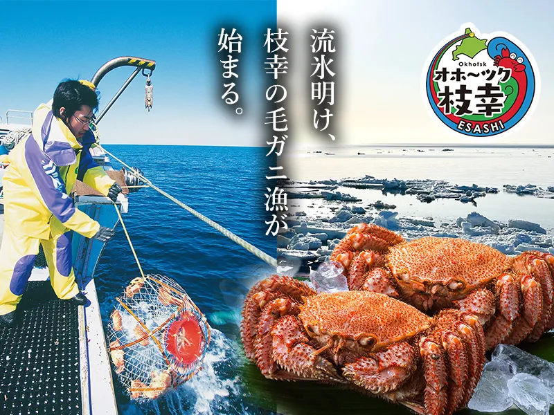 毛がに水揚げ日本一を誇る枝幸の流氷明け