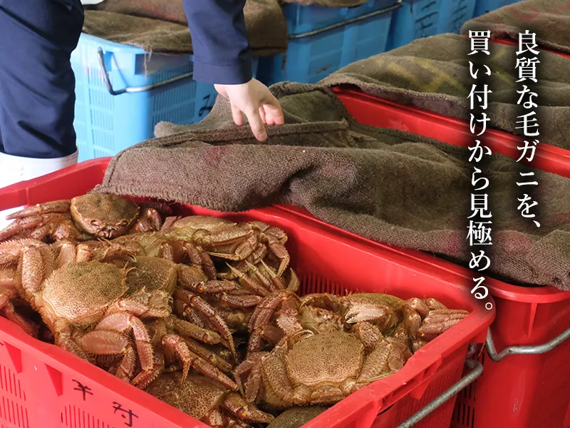水揚げされた毛ガニを買い付けから見極める