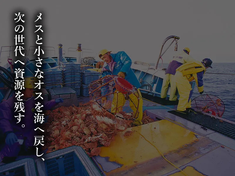メスと小さなオスを海へ戻して資源を守る毛ガニかご漁
