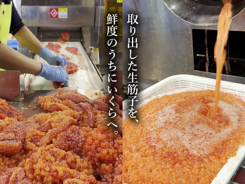 取り出した生筋子を鮮度のうちにほぐしていくらにする工程