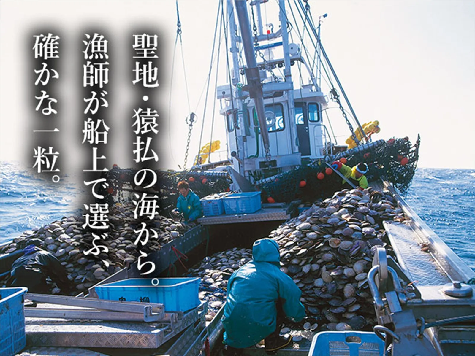 50余年の誇り。北海道・猿払（さるふつ）の「育てて獲る」帆立。