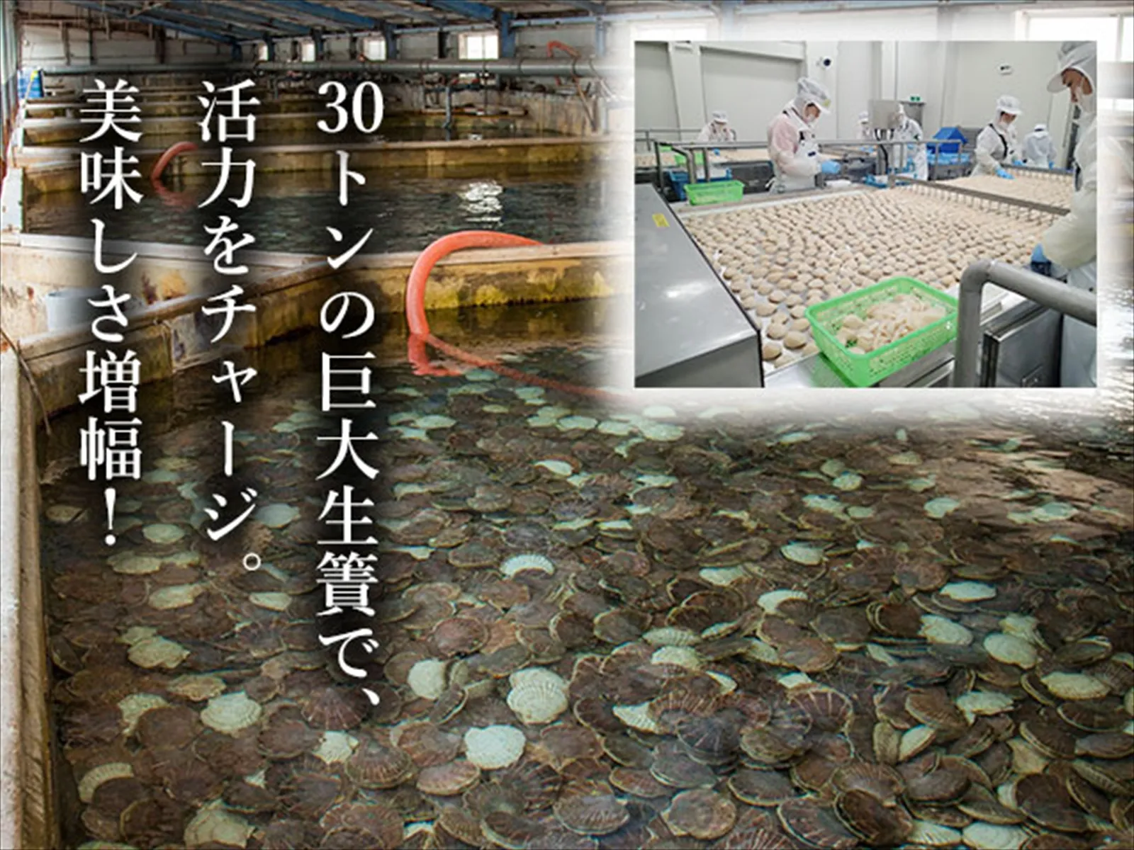 30t生簀と瞬間凍結。極上の鮮度を、そのままに。
