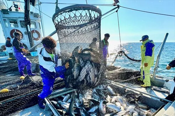 北隆丸の定置網で水揚げされる秋鮭