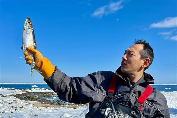 北オホーツクで水揚げされた新鮮な子持ちにしん
