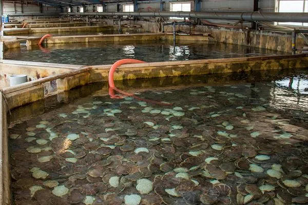 オホーツク活魚の自社生け簀